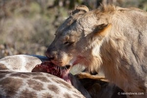 20090723_kevindowie_botswana_lionkill_0055