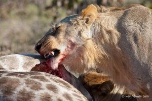 20090723_kevindowie_botswana_lionkill_0058
