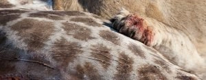 20090723_kevindowie_botswana_lionkill_0082