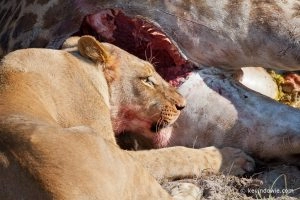 20090723_kevindowie_botswana_lionkill_0086