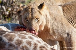 20090723_kevindowie_botswana_lionkill_0089