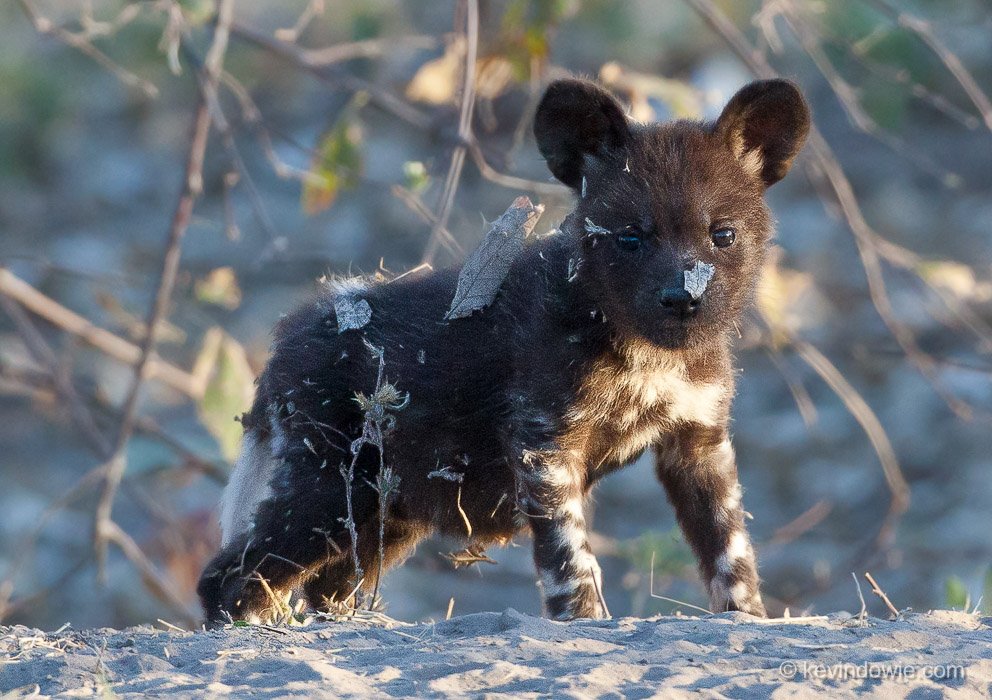 African wild dog pup