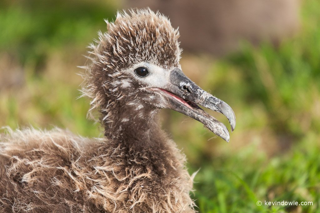 click for Midway Atoll image gallery